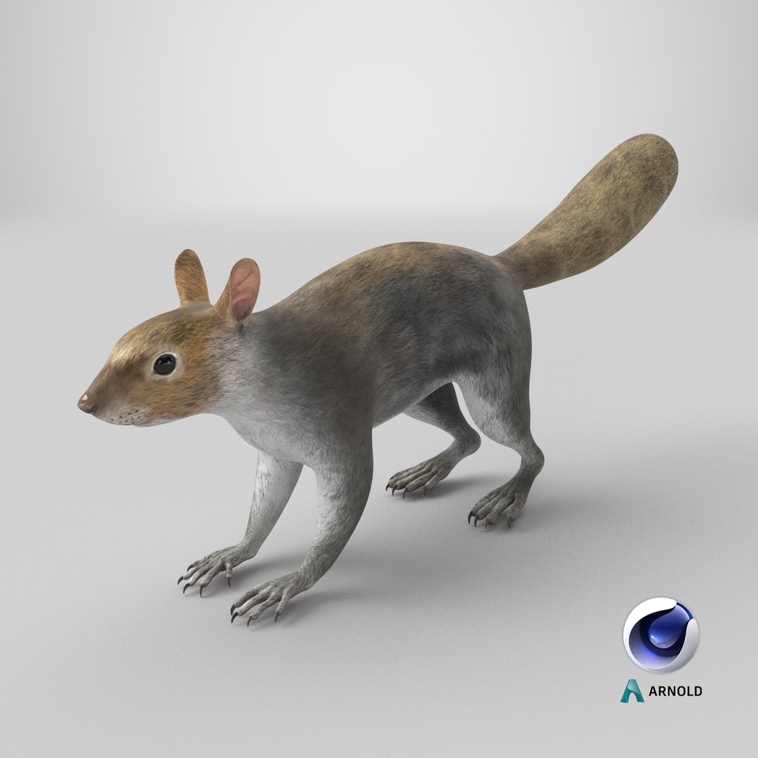 Gray Squirrel 3D https://p.turbosquid.com/ts-thumb/LF/zWorsU/TJ/stemcell_cinema_4d_arnold_render/png/1724788975/1920x1080/fit_q87/c85a8551bbcf902417f9bd501cfe9a162f3005a8/stemcell_cinema_4d_arnold_render.jpg