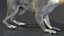 Gray Squirrel