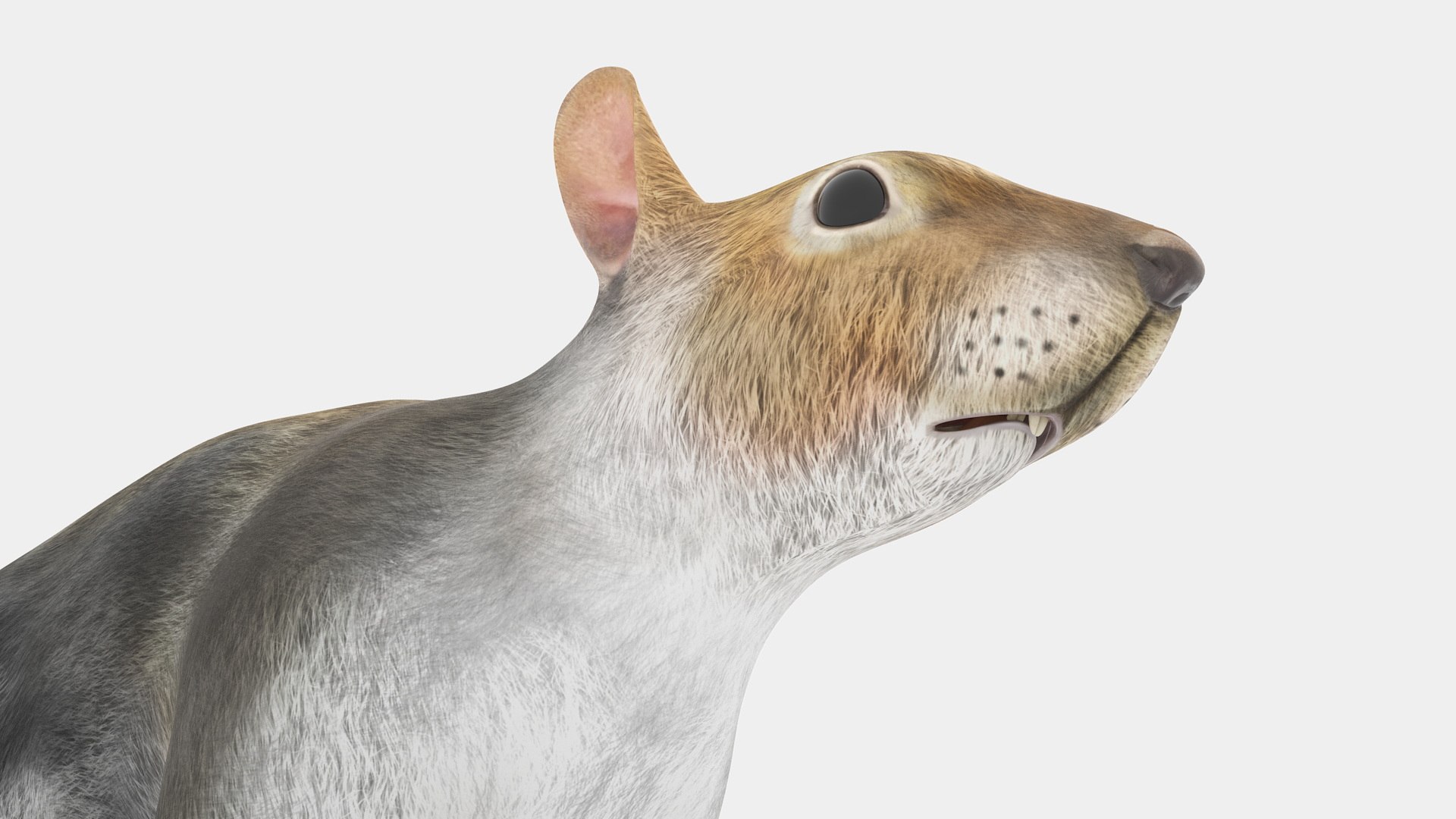 Gray Squirrel 3D https://p.turbosquid.com/ts-thumb/LF/zWorsU/W0/graysquirrelvray3dmodel020/jpg/1721772972/1920x1080/fit_q87/fb09f0b47d3531ac233e174c1c58297042047674/graysquirrelvray3dmodel020.jpg