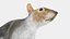 Gray Squirrel
