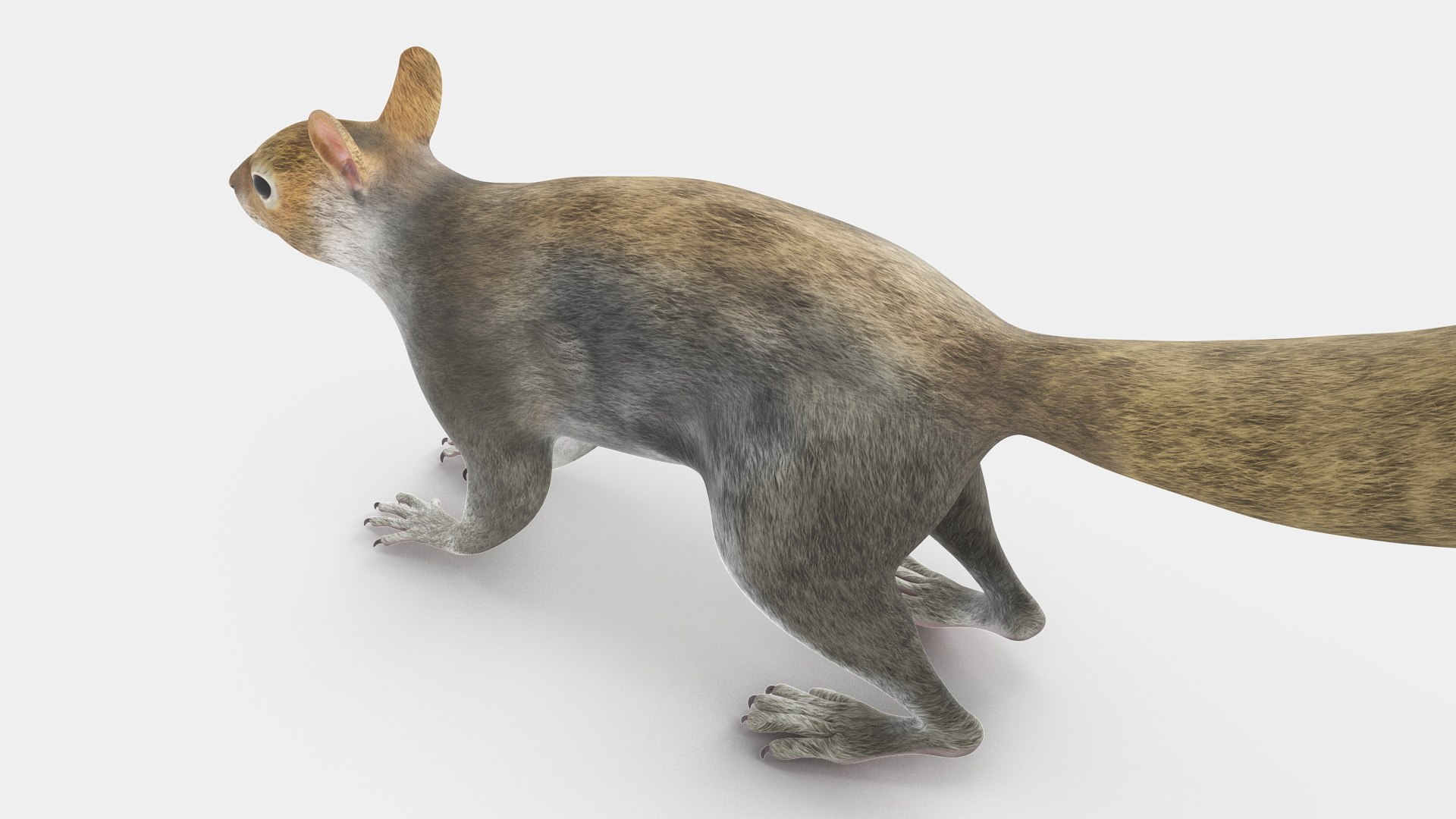 Gray Squirrel 3D https://p.turbosquid.com/ts-thumb/LF/zWorsU/j3/graysquirrelvray3dmodel018/jpg/1721772964/1920x1080/fit_q87/cfc1f3c134e929793cede1161eea6e28506b782f/graysquirrelvray3dmodel018.jpg