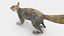 Gray Squirrel
