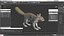 Gray Squirrel