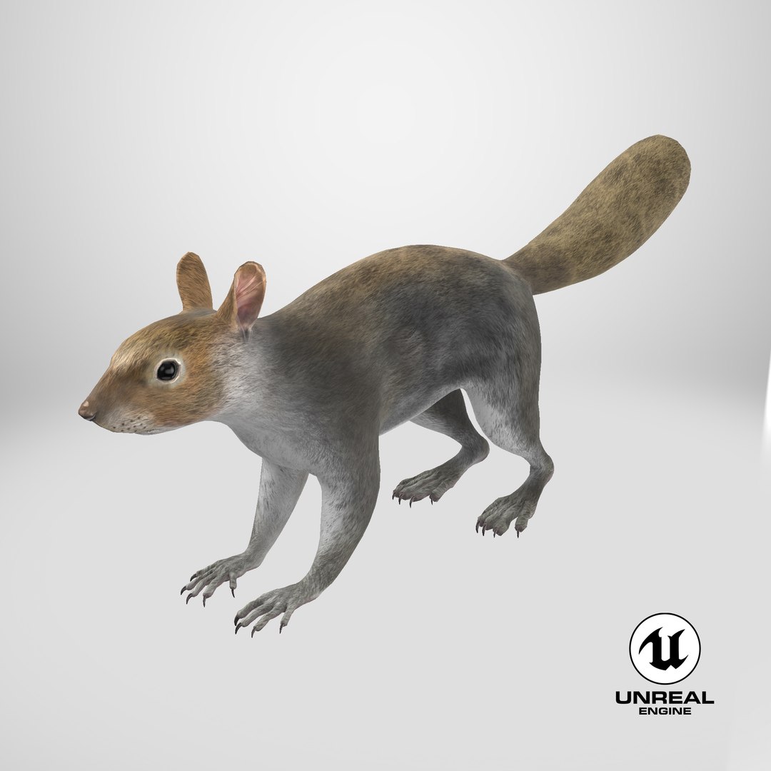 Gray Squirrel 3D https://p.turbosquid.com/ts-thumb/LF/zWorsU/r0/stemcell_unreal_render/png/1724788983/1920x1080/fit_q87/3489a7ccabefc571b72ad43381b3957eba540c0b/stemcell_unreal_render.jpg