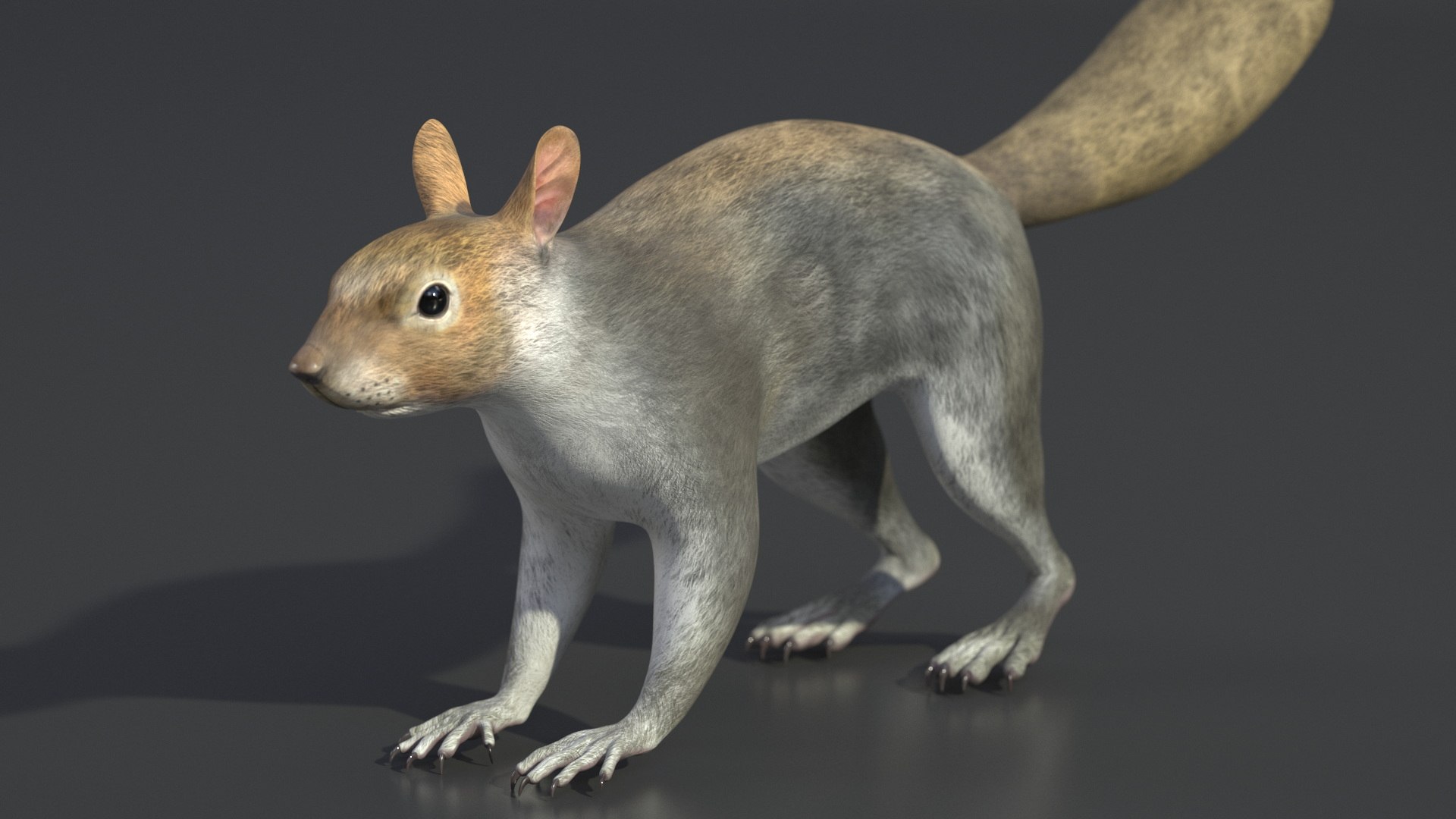 Gray Squirrel 3D https://p.turbosquid.com/ts-thumb/LF/zWorsU/t9/graysquirrelvray3dmodel006/jpg/1721772934/1920x1080/fit_q87/aff6b64a7049728c1f6c107856b0c9ca2cb1deb8/graysquirrelvray3dmodel006.jpg