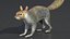 Gray Squirrel