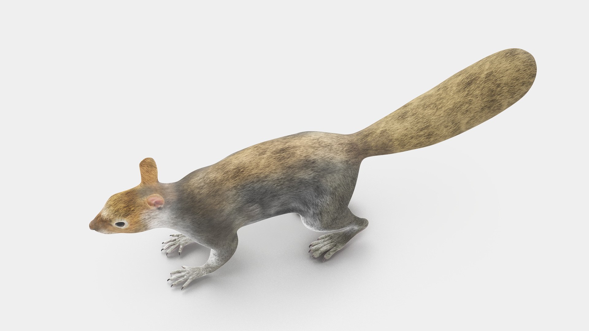Gray Squirrel 3D https://p.turbosquid.com/ts-thumb/LF/zWorsU/uz/graysquirrelvray3dmodel021/jpg/1721772976/1920x1080/fit_q87/11beafe0b00c55c742c7de783a7de59b2c68c4ff/graysquirrelvray3dmodel021.jpg