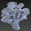 Pack de champignons Pandora 12