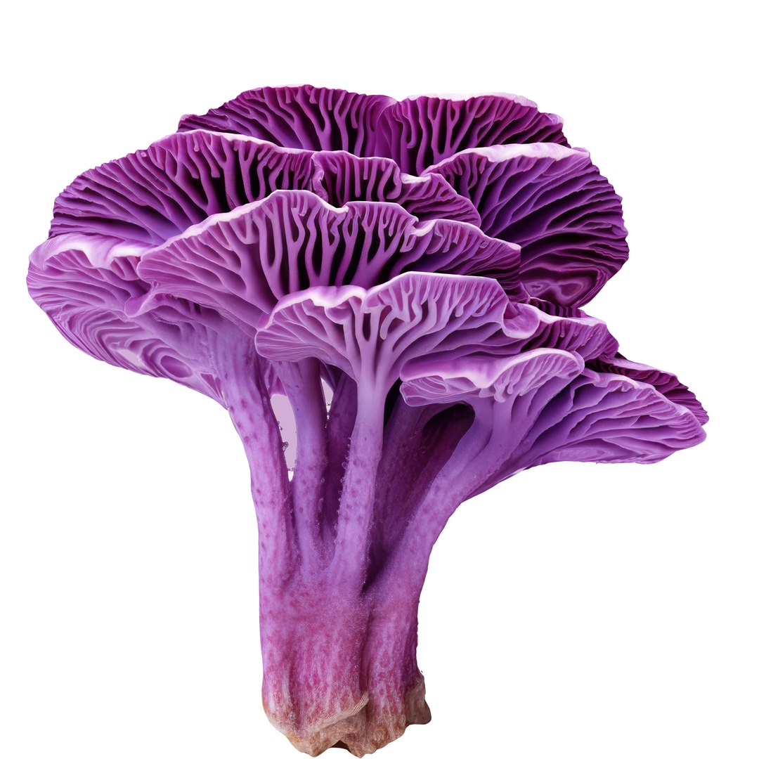Pandora Mushroom Pack 12 model https://p.turbosquid.com/ts-thumb/LG/1e2n6v/1l/6786786/jpg/1703014873/1920x1080/fit_q87/9000888b4dfb161eefbdd44608750bf04d15f5af/6786786.jpg