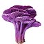 Pack de champignons Pandora 12