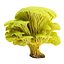 Pack de champignons Pandora 12