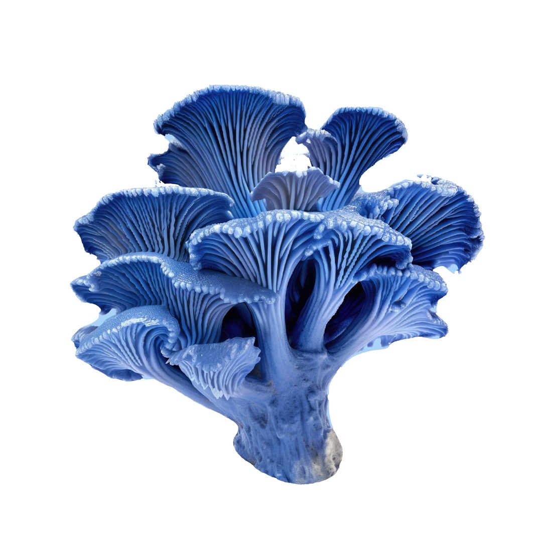 Pandora Mushroom Pack 12 model https://p.turbosquid.com/ts-thumb/LG/1e2n6v/Wg/5564566/jpg/1703011258/1920x1080/fit_q87/84c55c288a6c1ce6218db3f868f463d39ff39c88/5564566.jpg