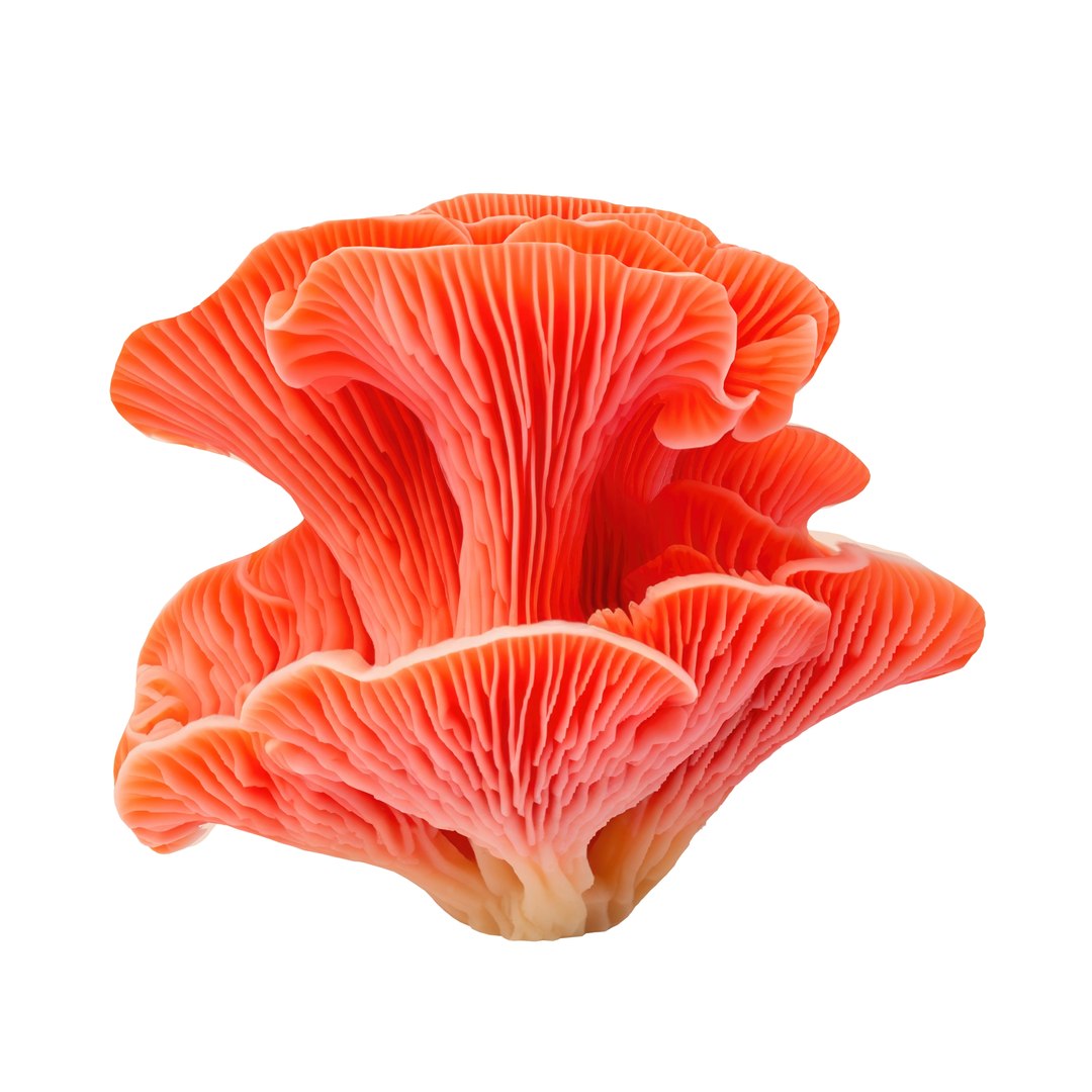 Pandora Mushroom Pack 12 model https://p.turbosquid.com/ts-thumb/LG/1e2n6v/bk/786786/jpg/1703014872/1920x1080/fit_q87/27b8ff860dc13085b595429aa354796bcc6c4d85/786786.jpg