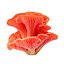 Pack de champignons Pandora 12