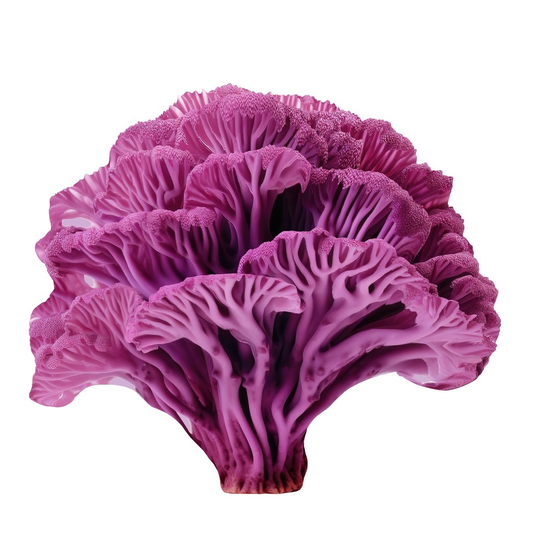 Pandora Mushroom Pack 12 model https://p.turbosquid.com/ts-thumb/LG/1e2n6v/qk/768687/jpg/1703014872/1920x1080/fit_q87/d2e5b3d6d72cc2591ae6dc8fa9d8afe42b602ecd/768687.jpg