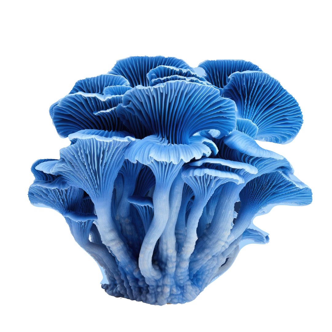 Pandora Mushroom Pack 12 model https://p.turbosquid.com/ts-thumb/LG/1e2n6v/uC/56456455/jpg/1703011259/1920x1080/fit_q87/29b0ad0cfa40e2080be5a11bef9687f793e88b8d/56456455.jpg