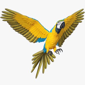 3D Blue and Yellow Macaw Parrot Rigged