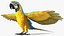 3D Blue and Yellow Macaw Parrot Rigged