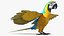 3D Blue and Yellow Macaw Parrot Rigged