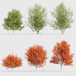 3D Acer saccharinum Silver maple 3D model