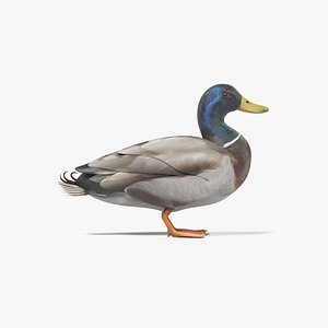 3D wild duck male