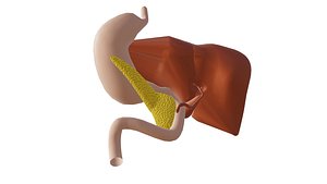 stomach liver pancreas 3D