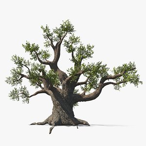 Ancient Oak Tree Natural Wood 3D model