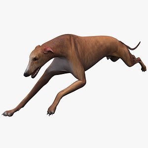 australian greyhound pose 3 3d lwo
