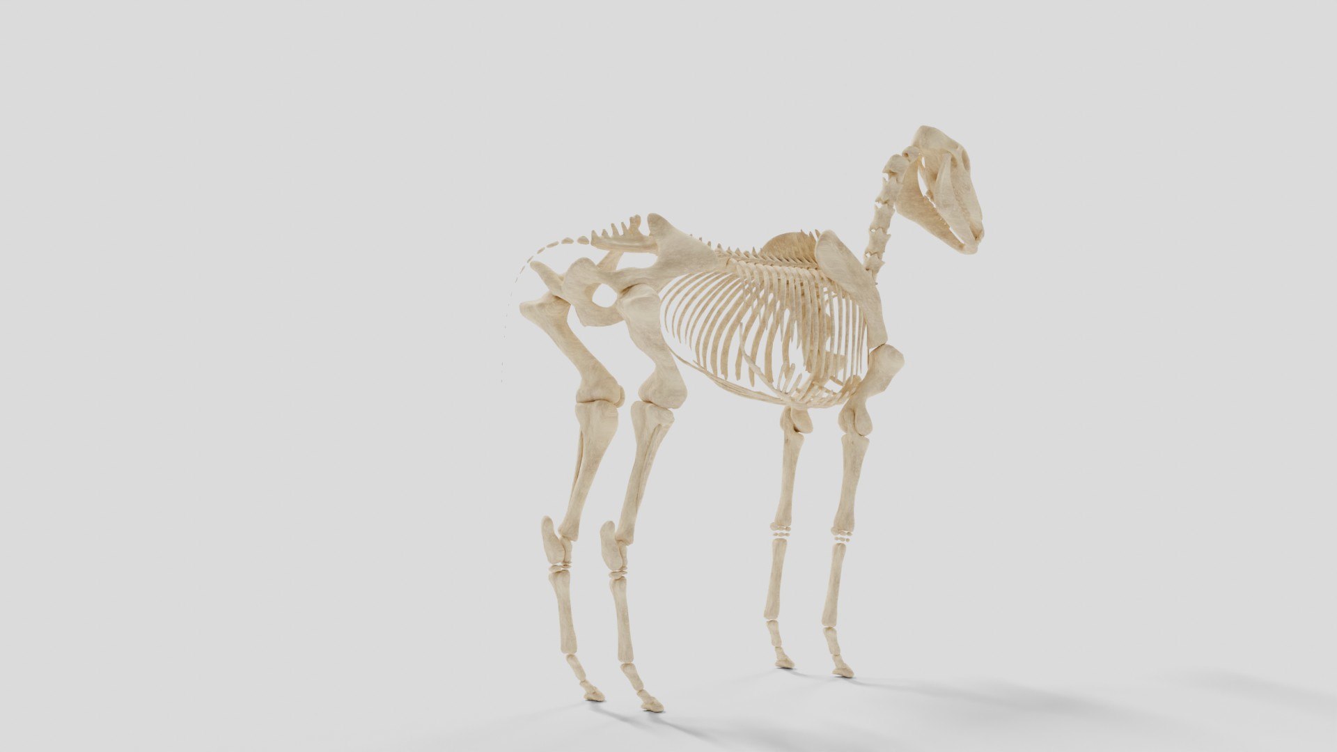 3D Horse Skeleton - TurboSquid 2115272