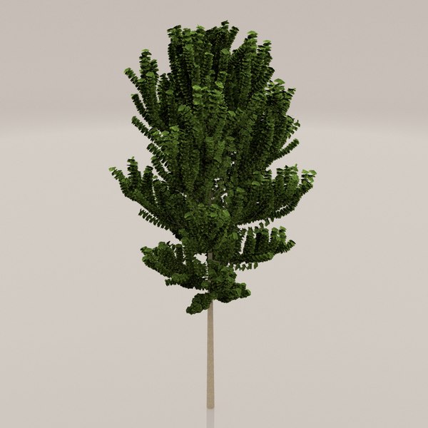 3d model birch tree