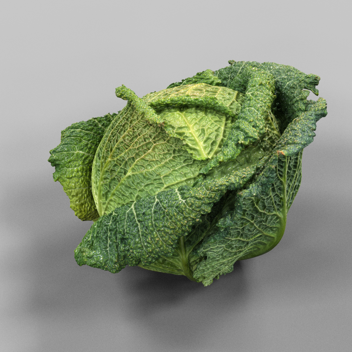 3d model savoy cabbage