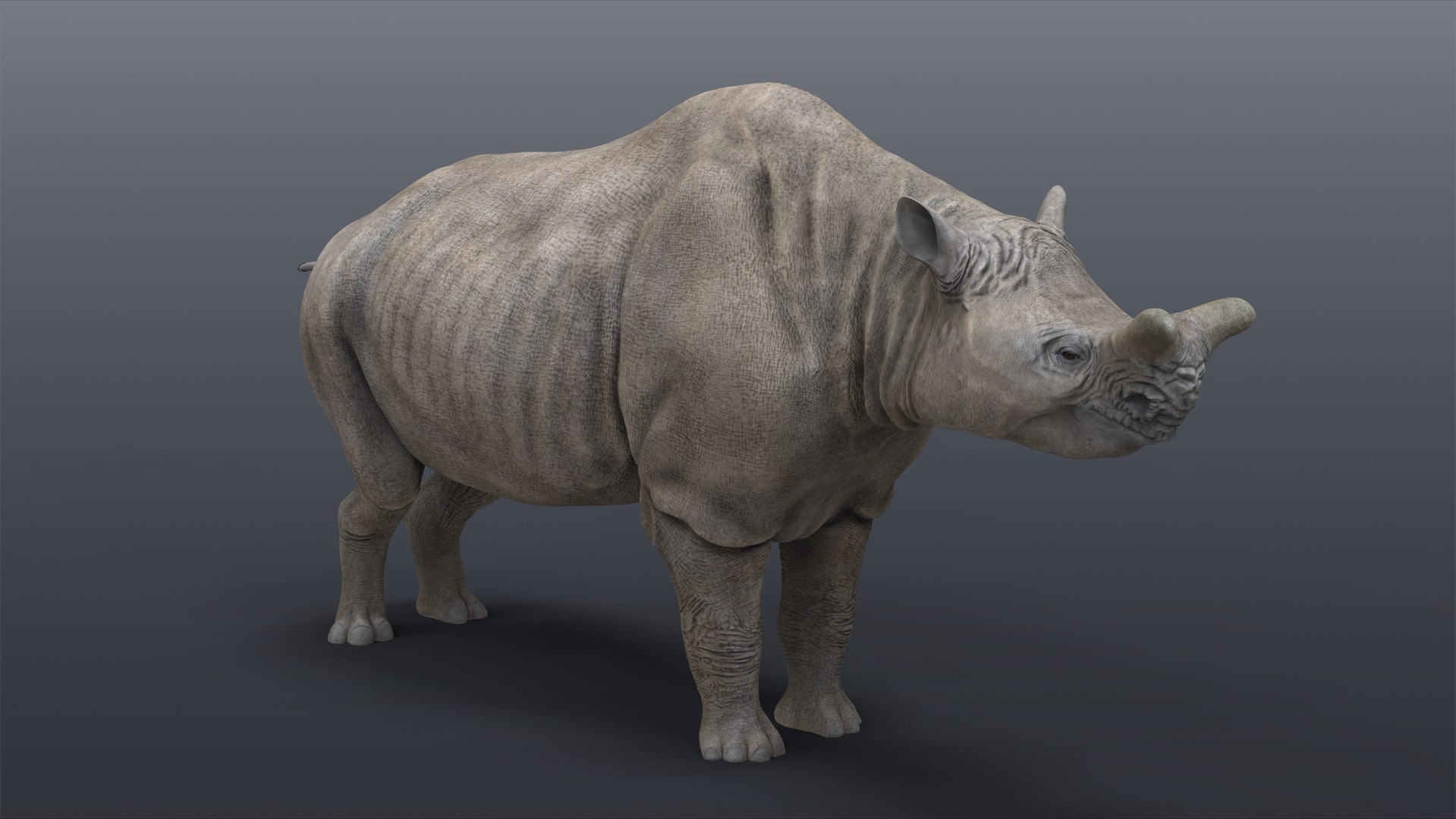 modelo 3d Megacerops coloradensis - TurboSquid 2358038