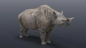 Megacerops coloradensis 3D model