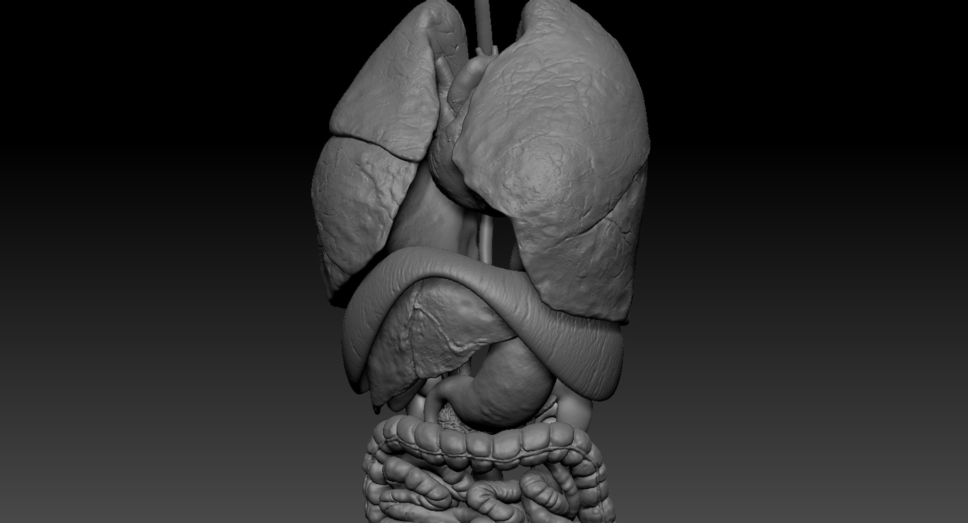 Internal organs 3D model - TurboSquid 1286974