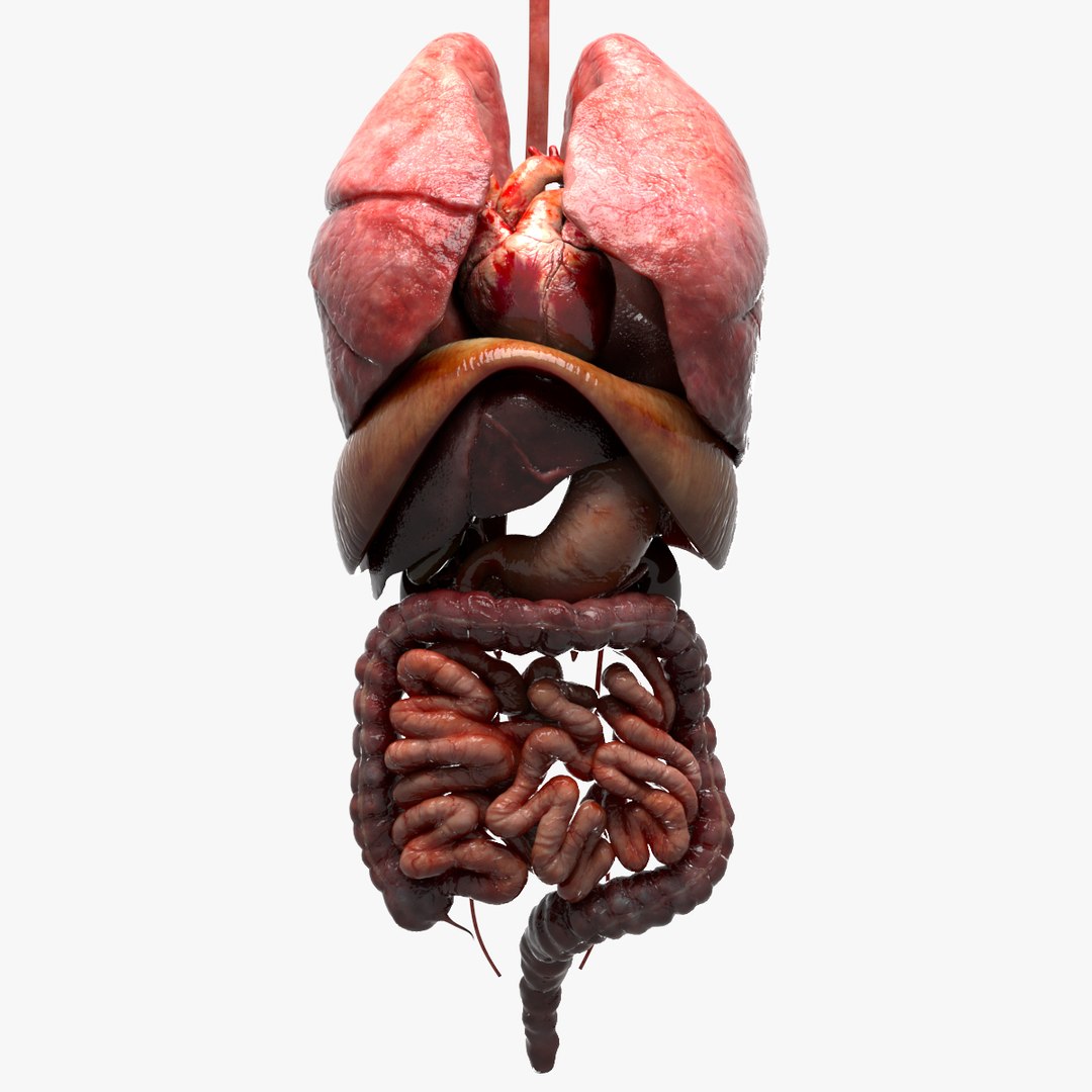 Internal organs 3D model - TurboSquid 1286974