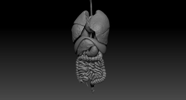 Internal organs 3D model - TurboSquid 1286974