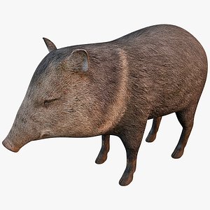 Collared Peccary