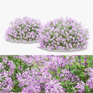 Syringa meyeri