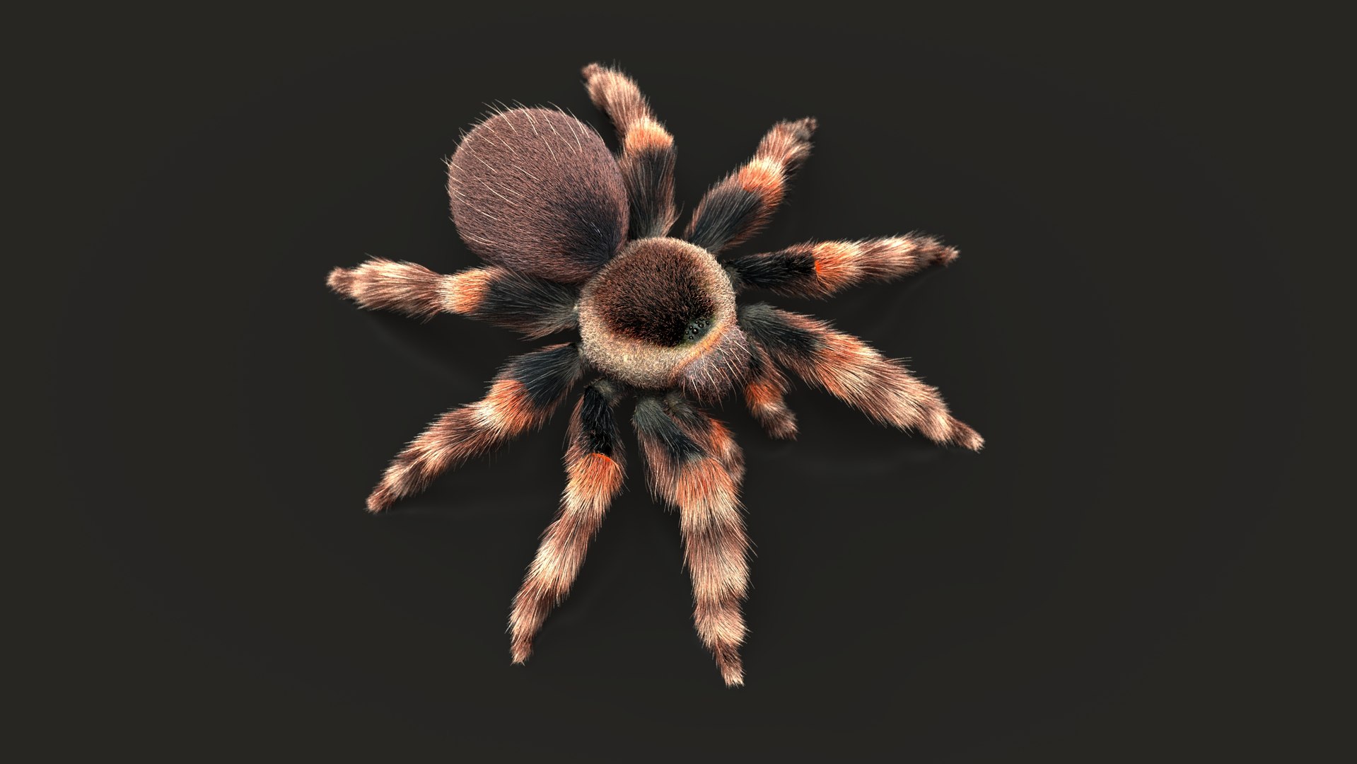 3D TARANTULA RIG XGEN - TurboSquid 2253822