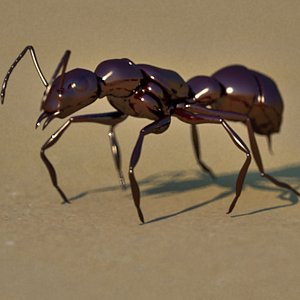 Ant