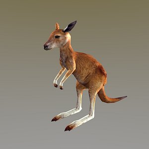 low poly kangoro