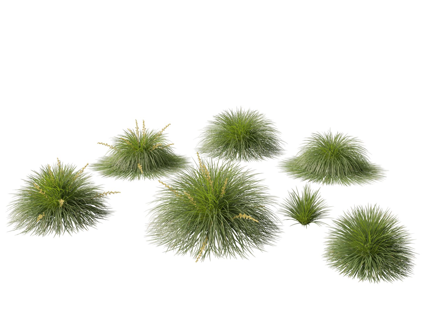 3D Australian Garden Essentials Pack 30 model https://p.turbosquid.com/ts-thumb/LI/RCbx7u/0q/lomandralimetuff017/jpg/1759973362/1920x1080/fit_q87/4f7991338de65cd3d2b954088aee988ac7cc8900/lomandralimetuff017.jpg