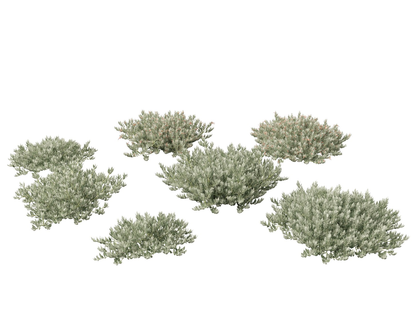 3D Australian Garden Essentials Pack 30 model https://p.turbosquid.com/ts-thumb/LI/RCbx7u/2W/eremophilaglabrakalbarricarpet017/jpg/1759973353/1920x1080/fit_q87/7ceca38c157e246f91a8c5aa87bf8a4fe4e5efd4/eremophilaglabrakalbarricarpet017.jpg
