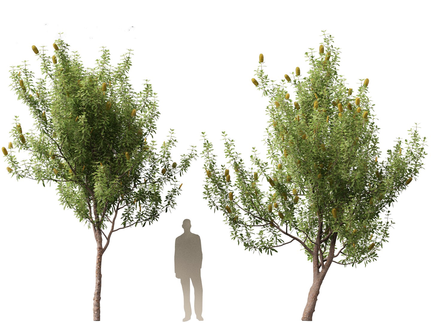3D Australian Garden Essentials Pack 30 model https://p.turbosquid.com/ts-thumb/LI/RCbx7u/F3/banksiaintegrifolia017/jpg/1759973332/1920x1080/fit_q87/f0d9f56741c4146e84f6ec879c8ca872eb61acf5/banksiaintegrifolia017.jpg