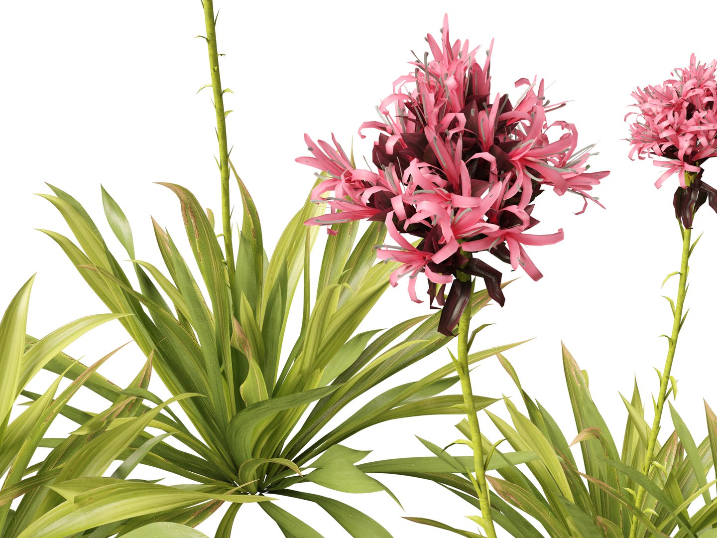 3D Australian Garden Essentials Pack 30 model https://p.turbosquid.com/ts-thumb/LI/RCbx7u/Th/doryanthesexcelsa0111/jpg/1759973350/1920x1080/fit_q87/fb5e13bd64569cf9cb558cebdad78ead00c54fbd/doryanthesexcelsa0111.jpg