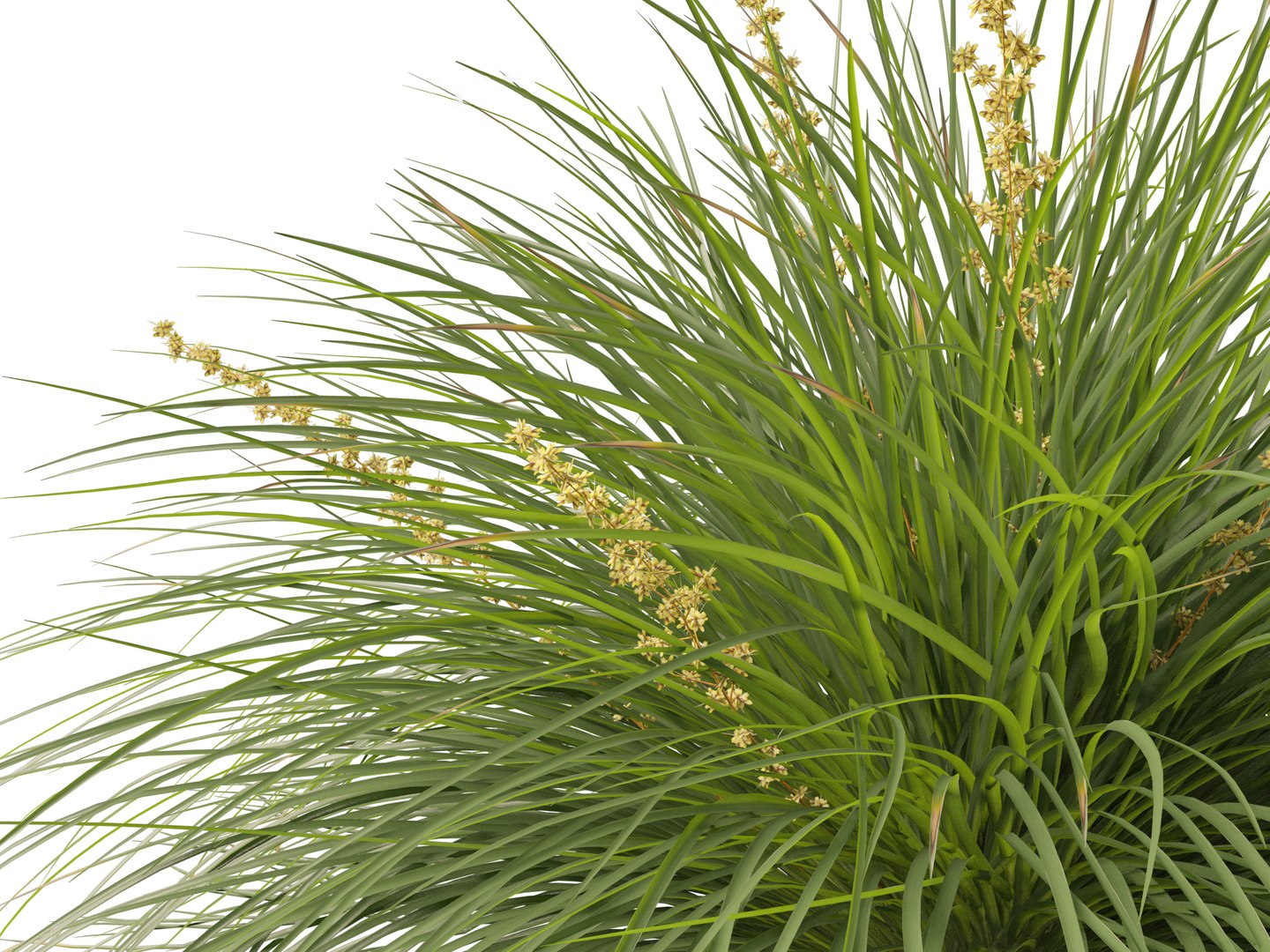 3D Australian Garden Essentials Pack 30 model https://p.turbosquid.com/ts-thumb/LI/RCbx7u/aJ/lomandralimetuff019/jpg/1759973364/1920x1080/fit_q87/41b125378155947f5c0922d224ee7e1369a4c956/lomandralimetuff019.jpg