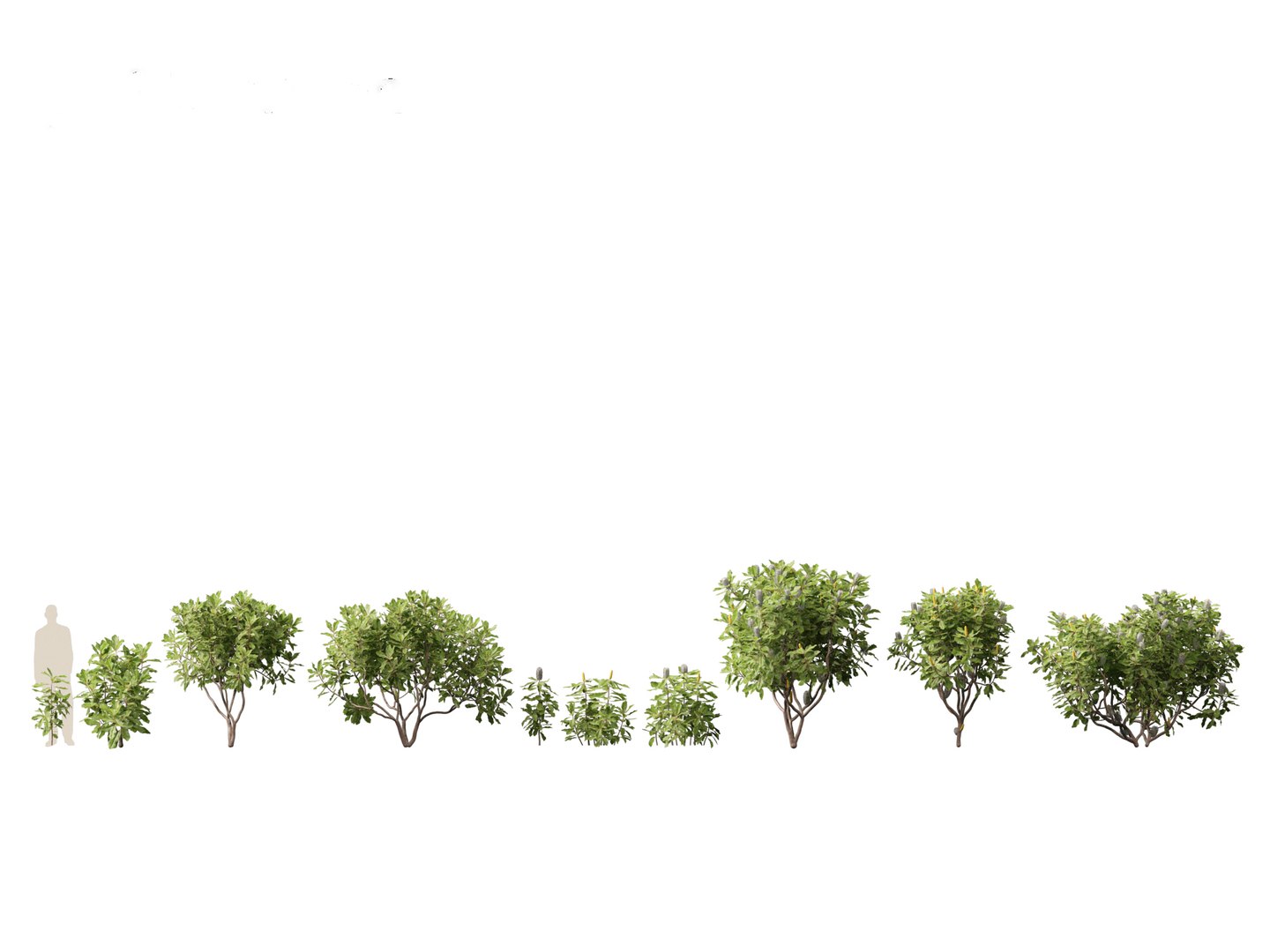 3D Australian Garden Essentials Pack 30 model https://p.turbosquid.com/ts-thumb/LI/RCbx7u/aW/banksiarobur011/jpg/1759973335/1920x1080/fit_q87/43f166882eb1ecb5ef3c53b2eda92dce3ad9fbbd/banksiarobur011.jpg
