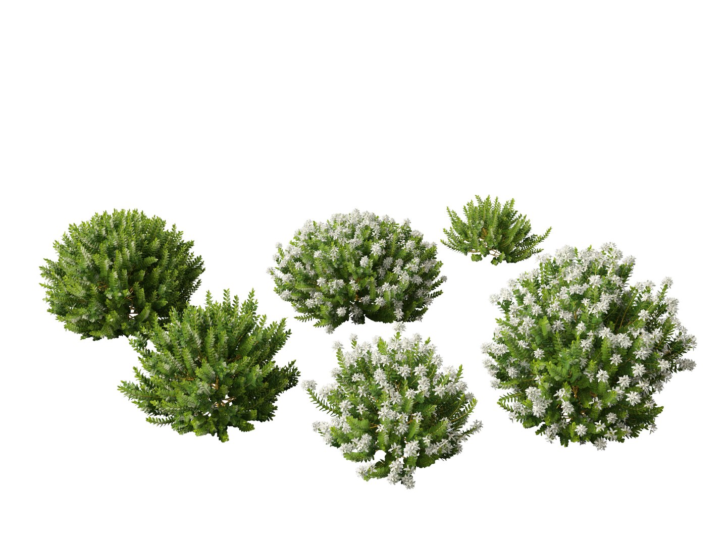 3D Australian Garden Essentials Pack 30 model https://p.turbosquid.com/ts-thumb/LI/RCbx7u/bj/hebeodora017/jpg/1759973358/1920x1080/fit_q87/21a76873cb71884234a2963a390e977ff39e4bb4/hebeodora017.jpg