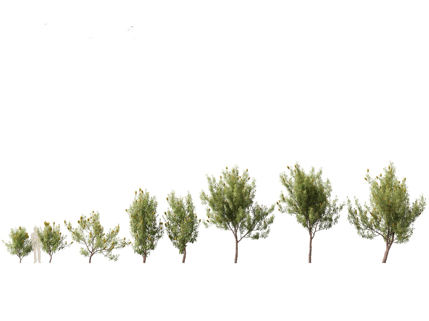 3D Australian Garden Essentials Pack 30 model https://p.turbosquid.com/ts-thumb/LI/RCbx7u/cy/banksiaintegrifolia011/jpg/1759973328/1920x1080/fit_q87/1c95b42f19ef0778996407187aeaed7d4b57fab9/banksiaintegrifolia011.jpg