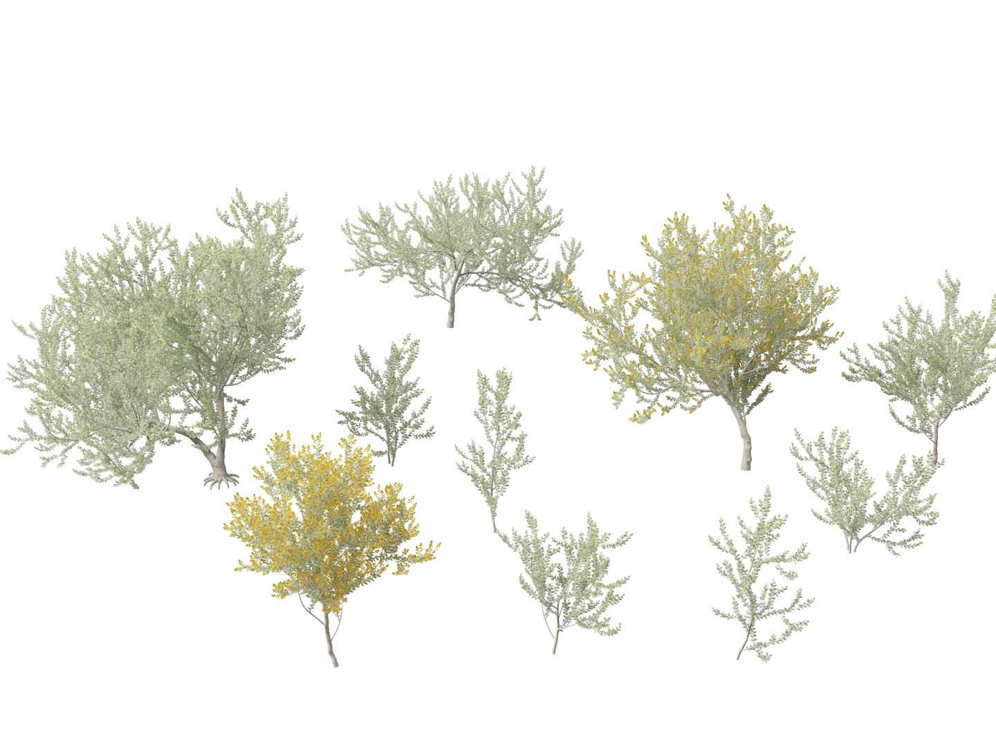 3D Australian Garden Essentials Pack 30 model https://p.turbosquid.com/ts-thumb/LI/RCbx7u/eY/acaciapodalyriifolia019/jpg/1759973313/1920x1080/fit_q87/3101b956a779e98571bfcc800d814355be3d5cb6/acaciapodalyriifolia019.jpg
